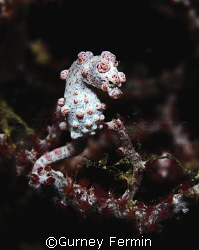 Pygmy seahorse taken somewhere in Anilao, Batangas. by Gurney Fermin 